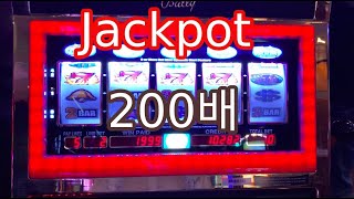 카지노 잭팟 200배 나왔습니다 라스베가스 체험기 Las Vegas Jackpot X200 Experience - Youtube