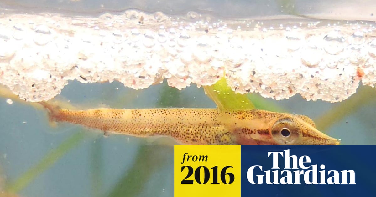 Microplastics Killing Fish Before They Reach Reproductive Age, Study Finds  | Pollution | The Guardian