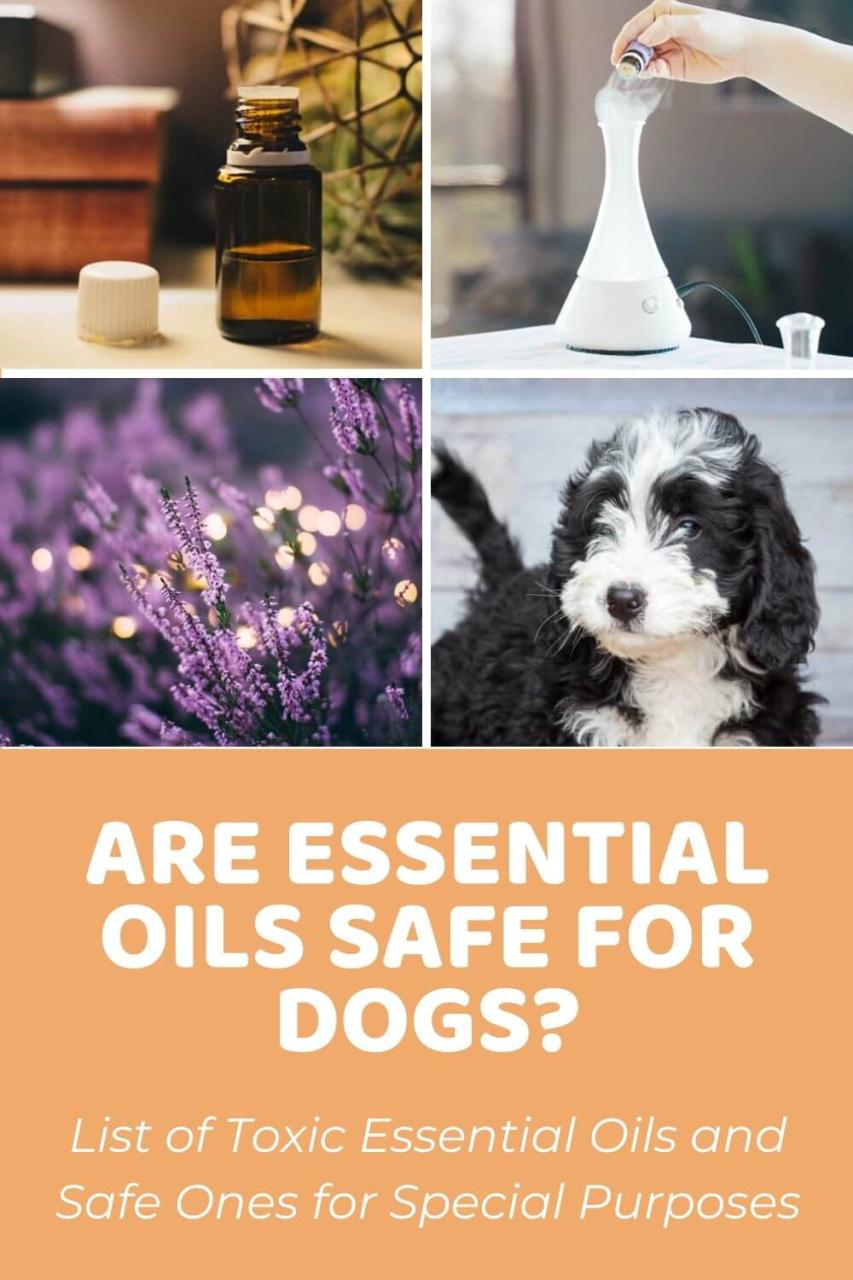 Is Inhaling Essential Oils Safe For Dogs? Exploring The Potential Risks ...