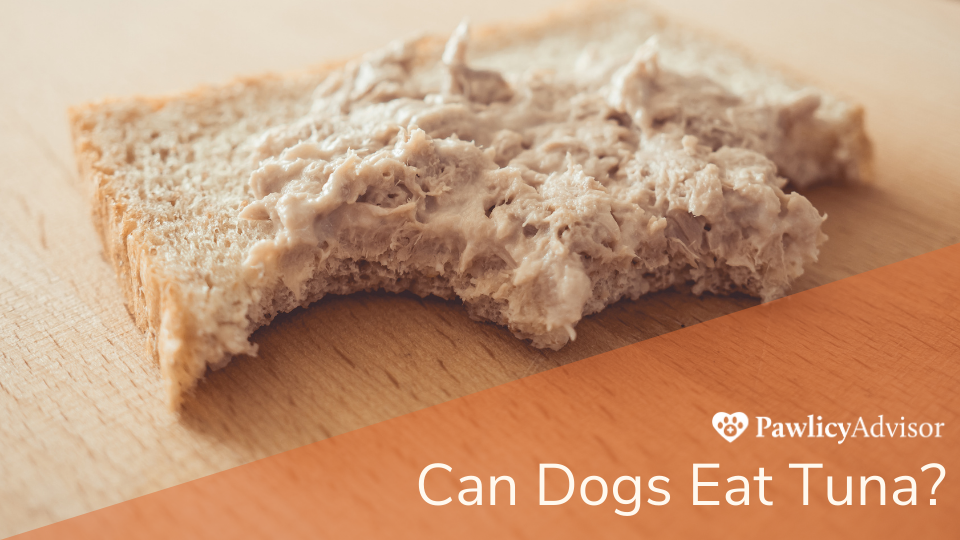 Can Dogs Eat Tuna? Here'S Everything You Need To Know | Pawlicy Advisor