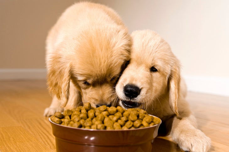 How To Feed Multiple Pets Without Conflict – American Kennel Club