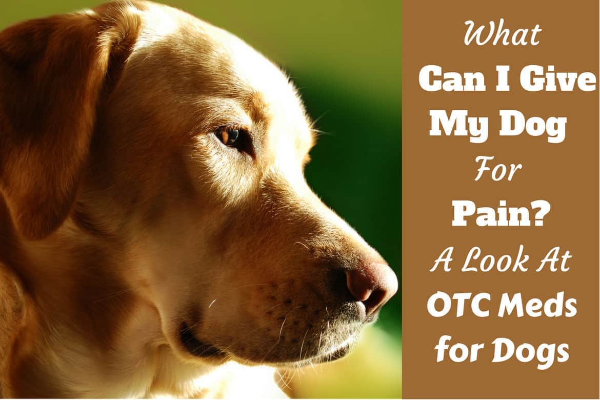 What Can I Give My Dog For Pain? Otc Pain Medications For Dogs [2023 ]