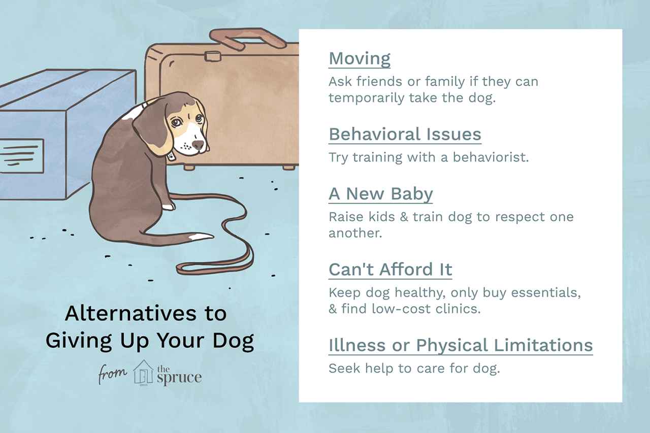Giving Away Your Dog? Reasons And Solutions