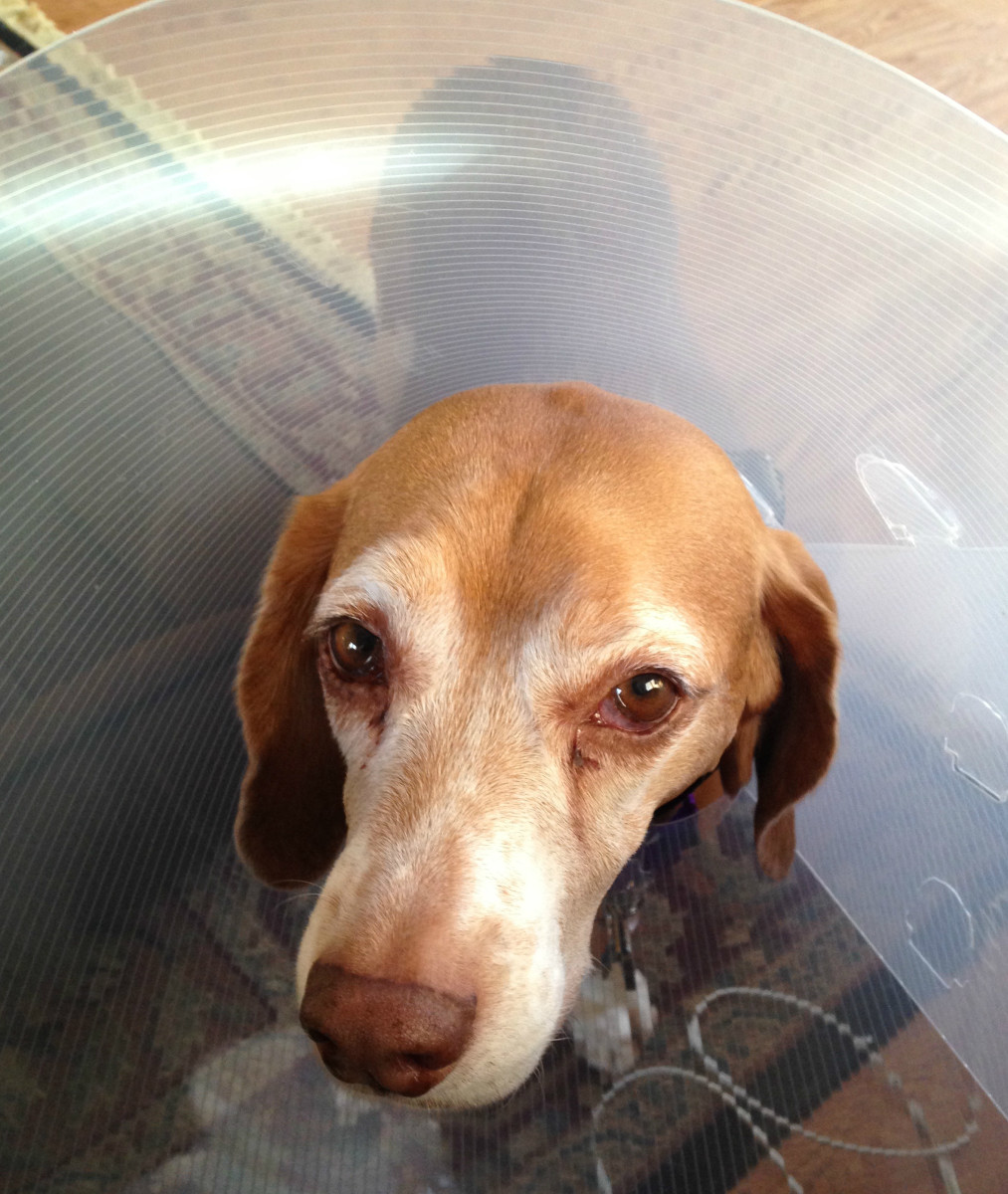 How To Care For Dogs After Spaying Surgery - Pethelpful