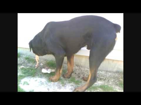 This Is What Happens When You Feed Raw Food To Dogs!!! - Youtube