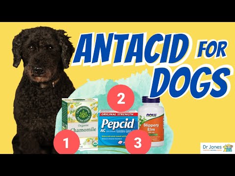 Pepcid Ac 101: Famotidine For Dogs (Side Effects Of Pepcid)