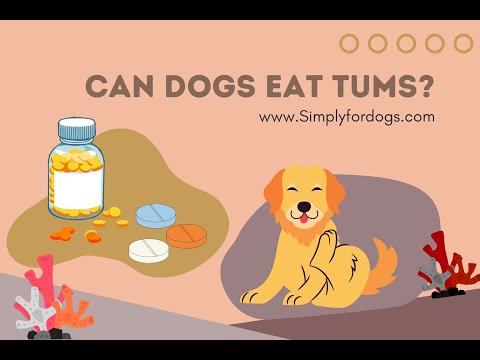 Can Dogs Eat Tums?