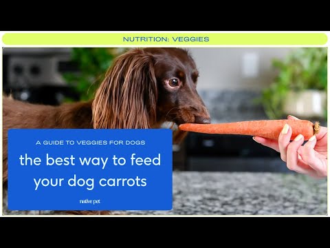 Can Dogs Eat Carrots? | Are Carrots Good For Dogs? | Should Dogs Eat Carrots?  - Youtube