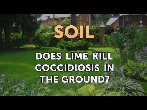 Does Lime Kill Coccidiosis In The Ground? - Youtube