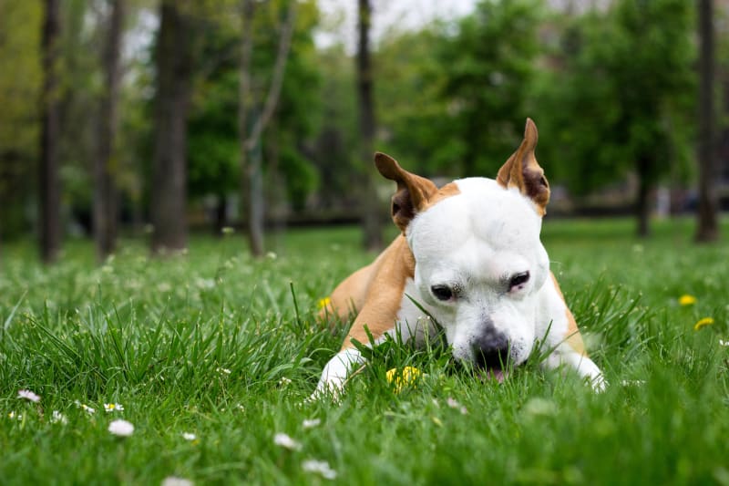 Why Does My Dog Keep Eating Grass. Is My Dog Poisoned? | Memphis Veterinary  Specialists & Emergency