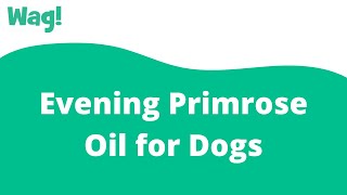 Evening Primrose Oil For Dogs