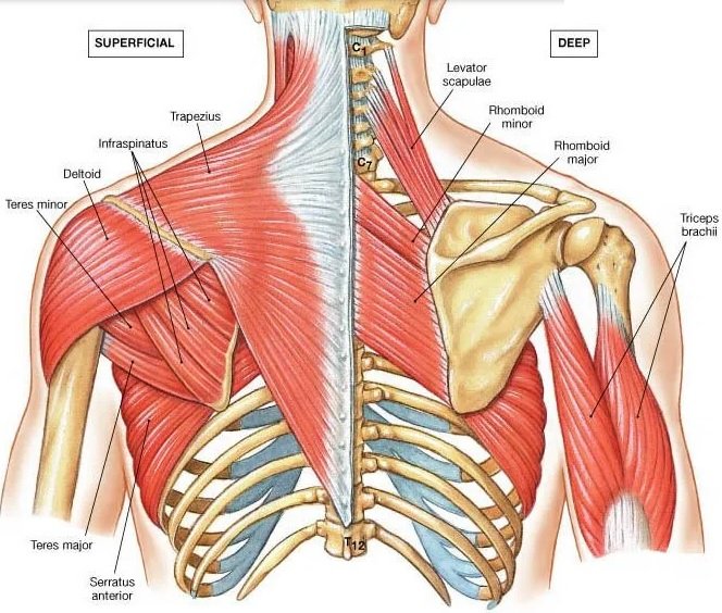 Shoulder Muscles — Human Anatomy