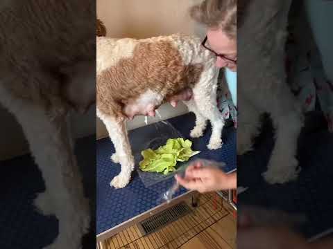 Quick and easy way to apply cabbage for mastitis in dogs.